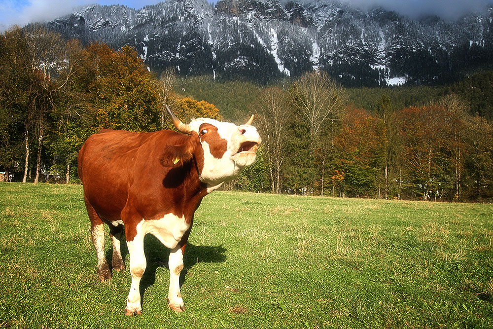 Eine blökende Kuh steht auf der grünen Weide