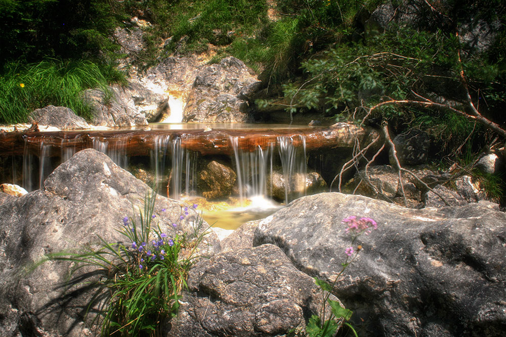 Am Weißbach plätschert das Wasser über einen Baumstamm